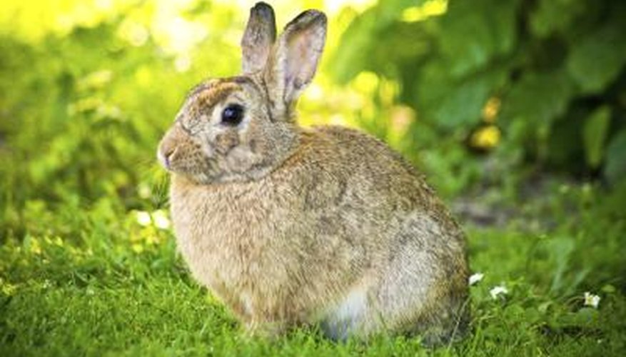 What Physical Adaptations Does a Rabbit Have to Help it Survive in Its Environment?