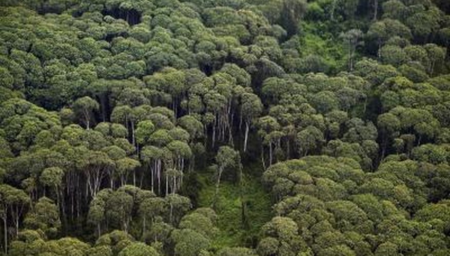 What Is The Importance Of Forest Conservation