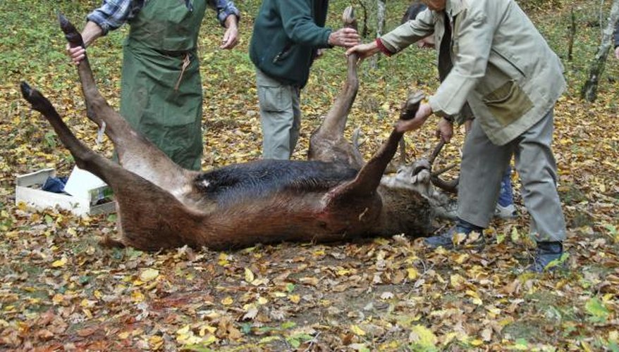 How to Use a Gut Hook on a Deer