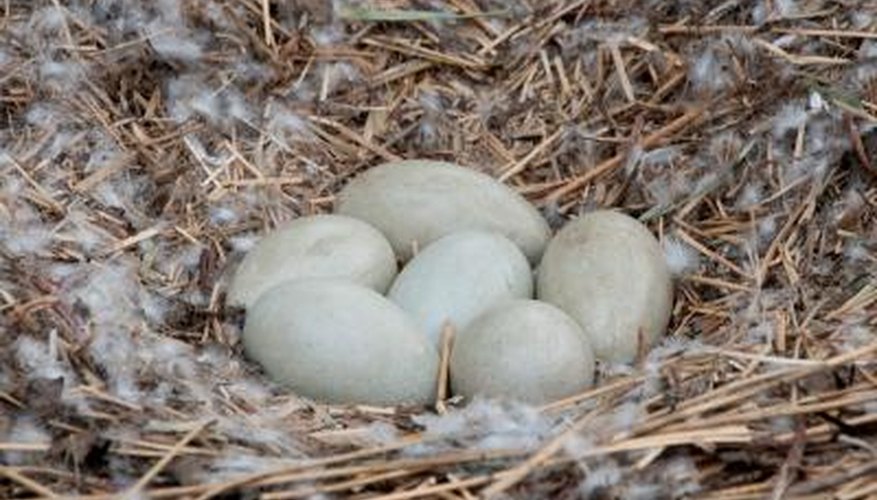 Photo Credit: Ingram Publishing/Ingram Publishing/Getty Images White Bird Egg Identification