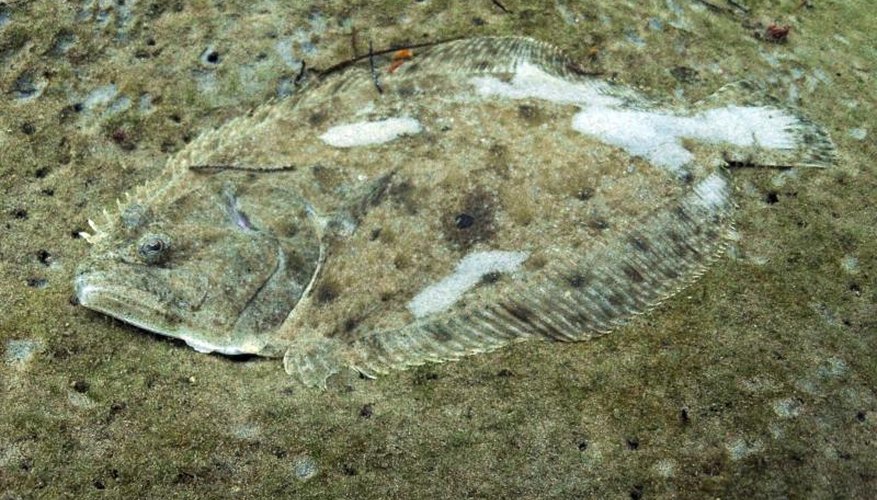 What Is the Difference Between Fluke & Flounder?