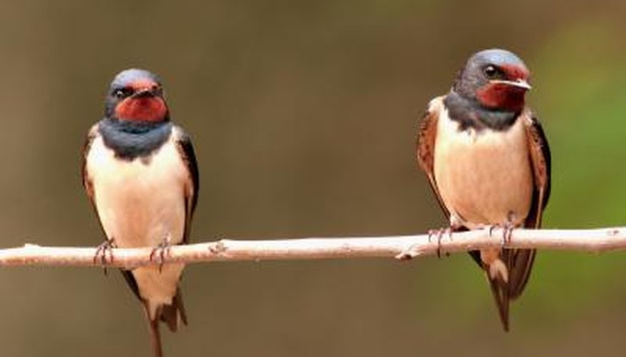 Birds That Make Mud Nests