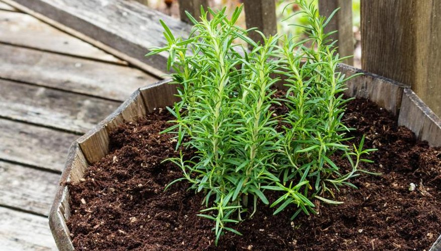 How to Plant Rosemary | Garden Guides