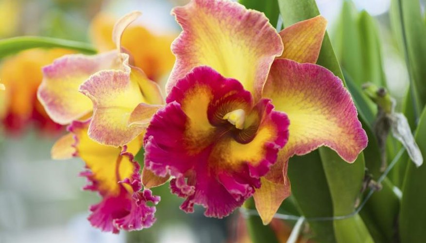 How to Care for a Cattleya Orchid | Garden Guides