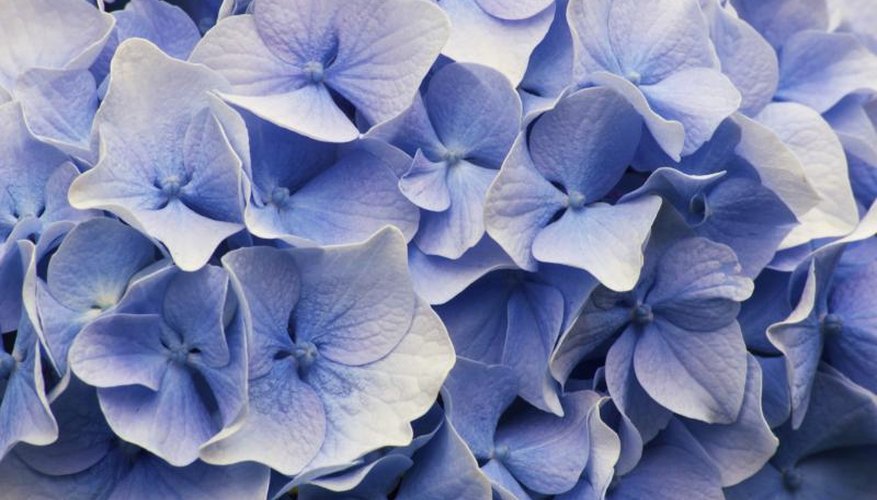 How to Prune Nikko Blue Hydrangeas | Garden Guides