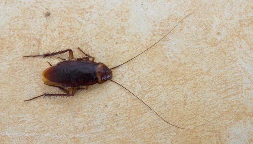 Different Kinds of Roaches | Garden Guides