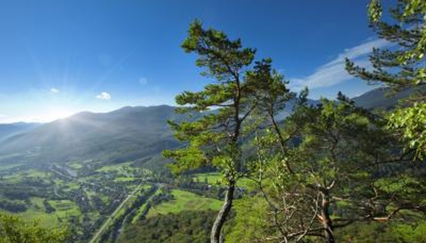 Photo Credit: ÐÐ°Ð´Ñ Ð¡ÑÑÑк/iStock/Getty Images Trees in forest
