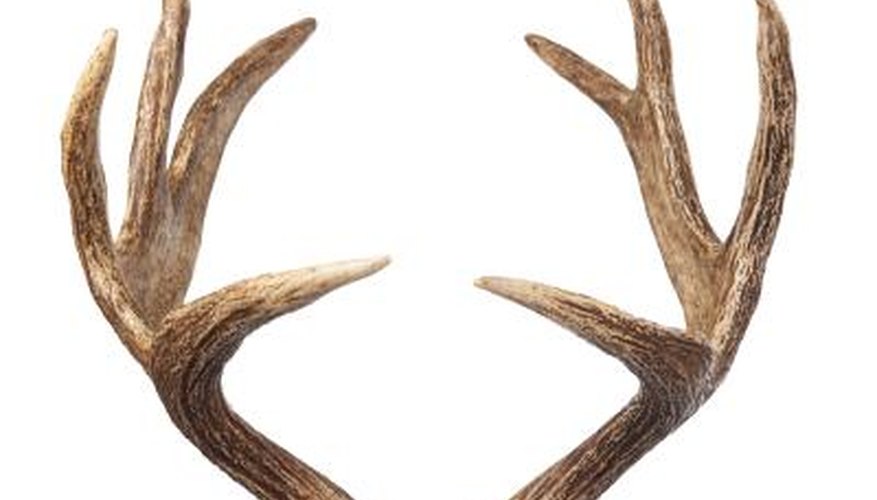 How to Cut Deer Antlers Off the Head