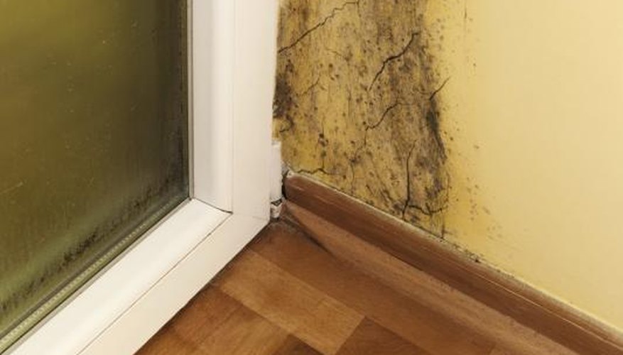 You have to discard all mold-damaged drywall. You have to discard all mold-damaged drywall.