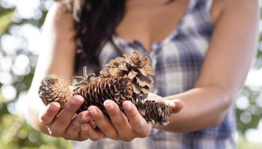 Photo Credit: Dirima/iStock/Getty Images Woman with collected pinecones