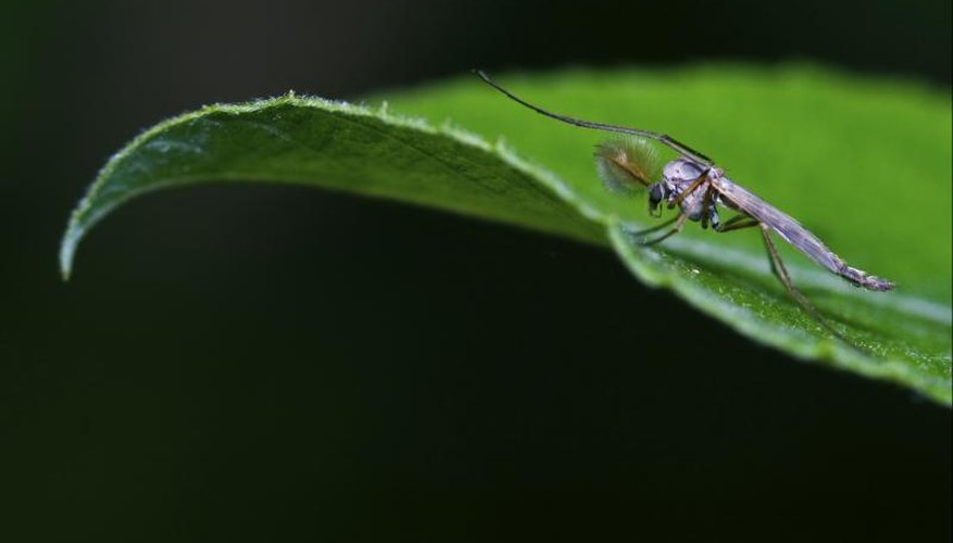 Homemade Midge Repellent