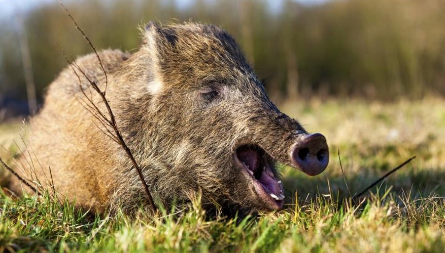 Hog Hunting Regulations in Texas