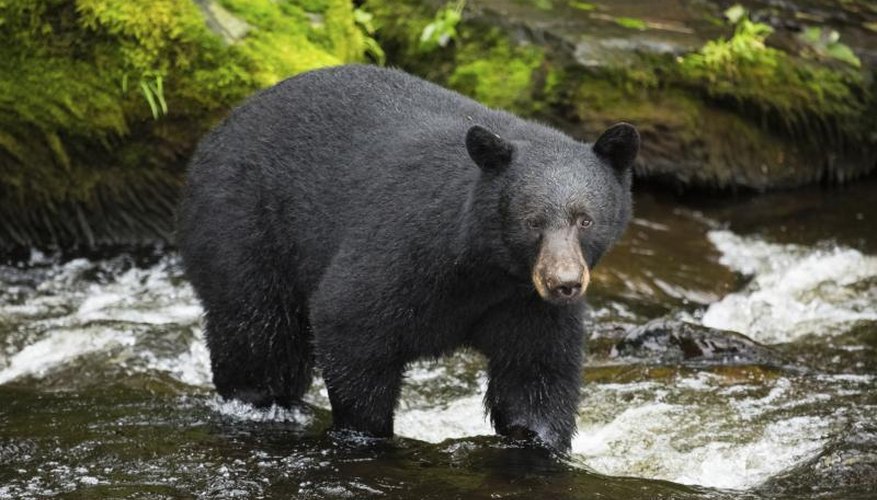 How to Field Dress a Black Bear