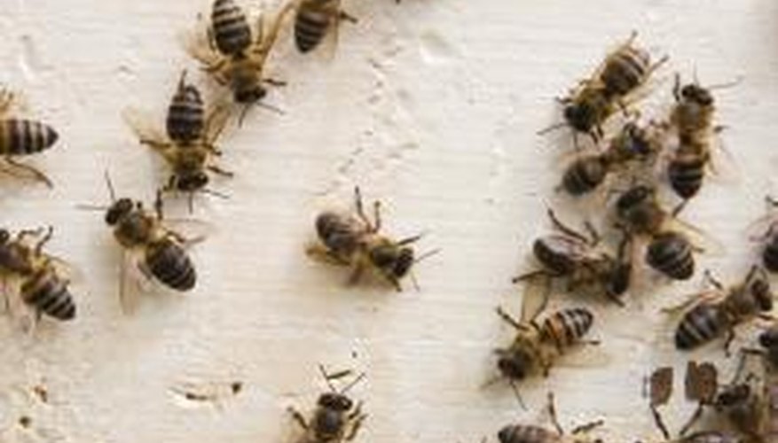 Bees have hairy bodies and should not be confused with wasps. Bees have hairy bodies and should not be confused with wasps.
