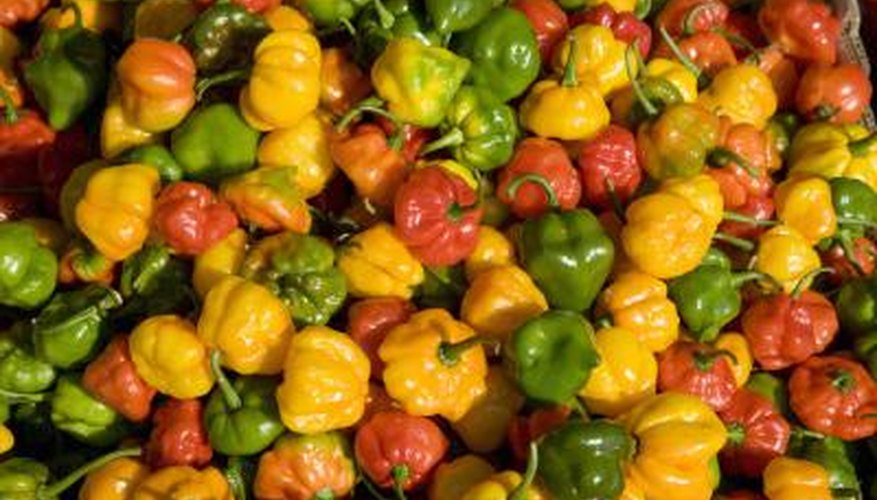 Are pepper plants perennial Idea