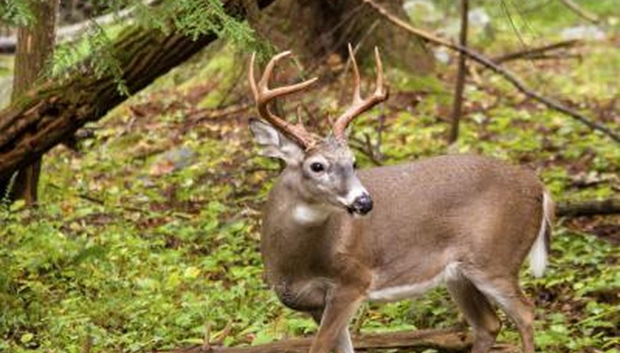 Official Texas Deer Hunting Laws
