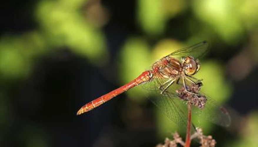 Photo Credit: tpzijl/iStock/Getty Images Dragonfly nymphs are aquatic.