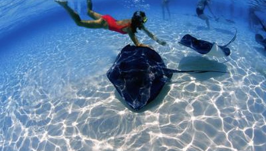 How to Dive Down While Snorkeling
