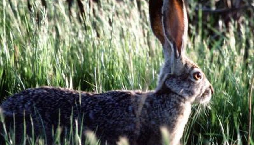 How to Hunt Jackrabbits