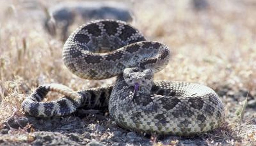 How to Dry a Rattlesnake Tail