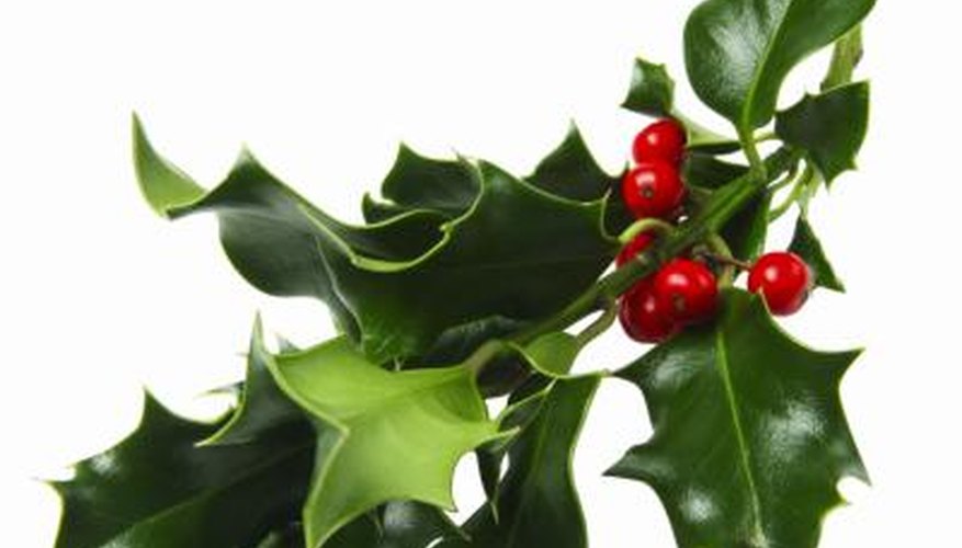 What Is the Bloom Time of a Holly Bush? | Garden Guides