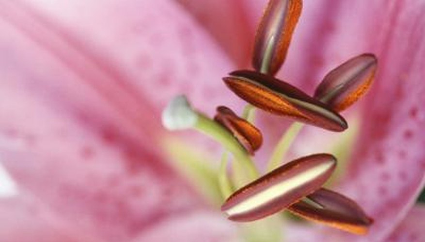 What Part Of The Plant Produces Pollen Garden Guides