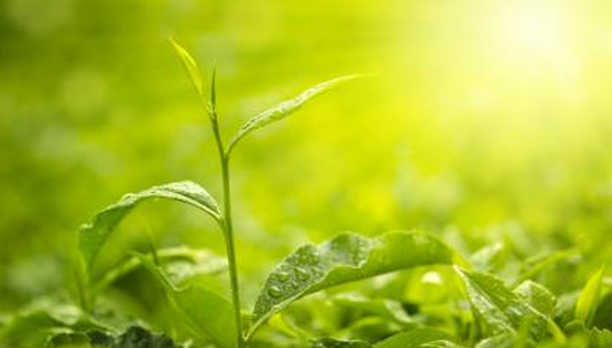 Photo Credit: SZE FEI WONG/iStock/Getty Images Photosynthesis