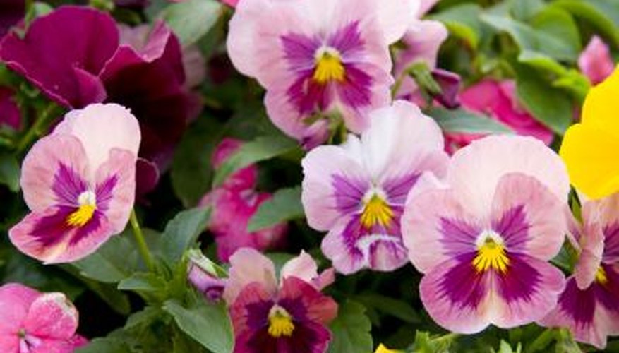 What Kind of Flowers Bloom All Year? | Garden Guides