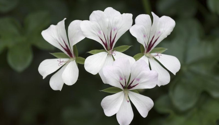 Lemon Geranium Plant Care | Garden Guides