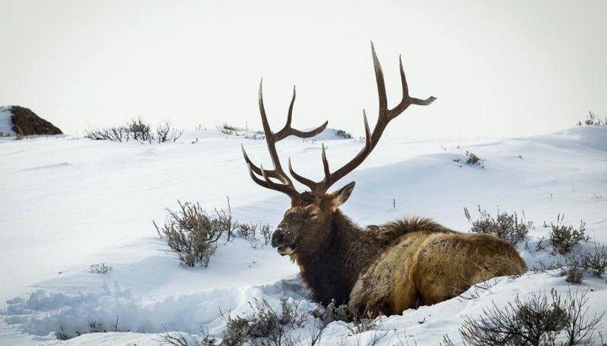 How to Tell the Age of a Buck Elk