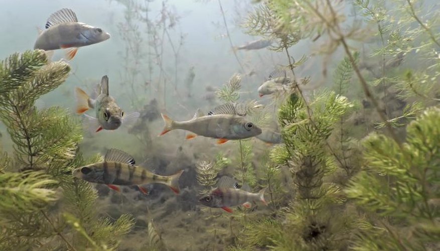 How to Tie Perch Rigs