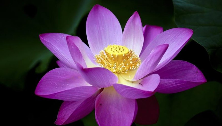 How to Grow a Lotus Plant Garden Guides