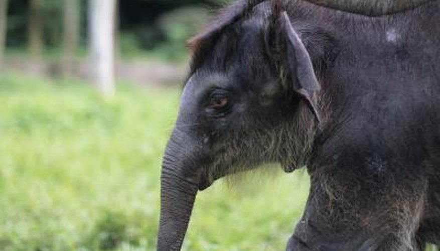 Photo Credit: Anup Shah/Photodisc/Getty Images A infant asian elephant.