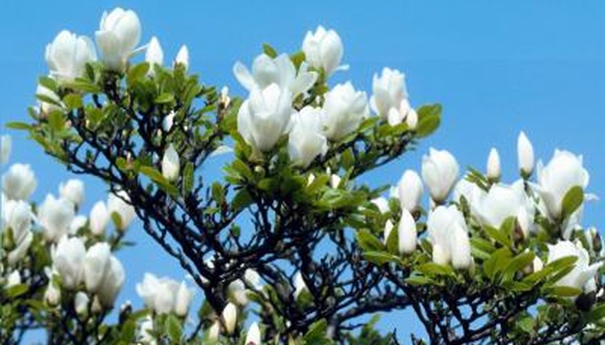 A paper magnolia flower can reproduce the beauty of nature. A paper magnolia flower can reproduce the beauty of nature.