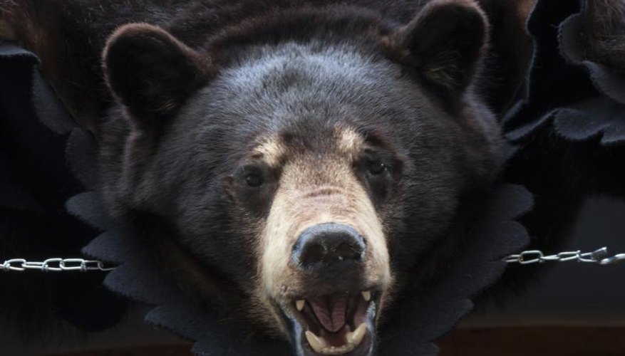 How to Skin a Bear