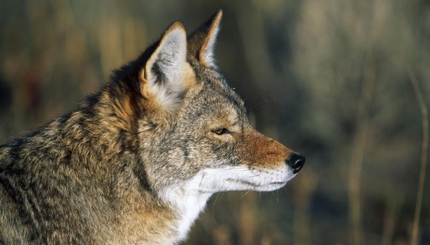 Coyote Hunting Regulations in Alabama