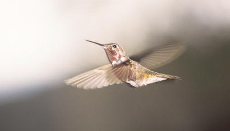 Nourish hummingbirds with a homemade feeder and nectar. Nourish hummingbirds with a homemade feeder and nectar.