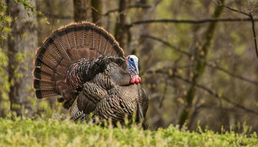 How to Catch a Wild Turkey