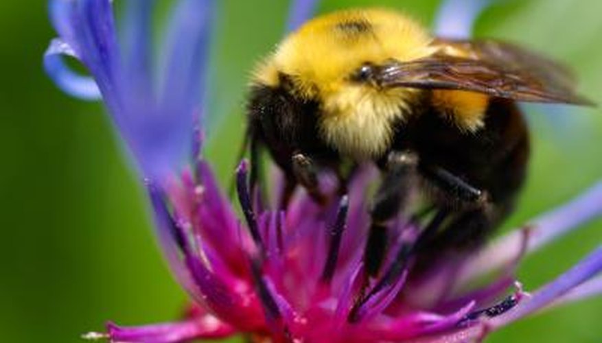 Bumblebees are beneficial -- when they nest in the right place. Bumblebees are beneficial -- when they nest in the right place.