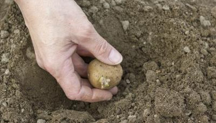 The Average Potato Yield Per Plant Garden Guides