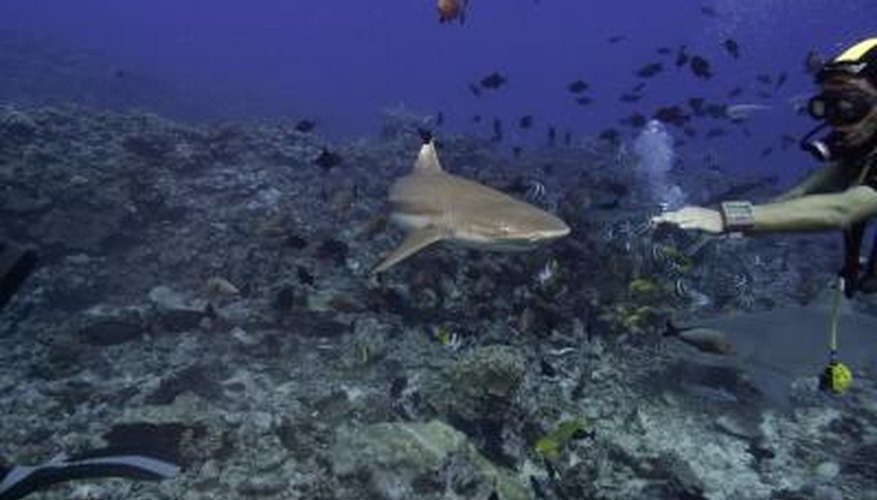 What Sharks Live Off the Coast of Galveston, Texas?