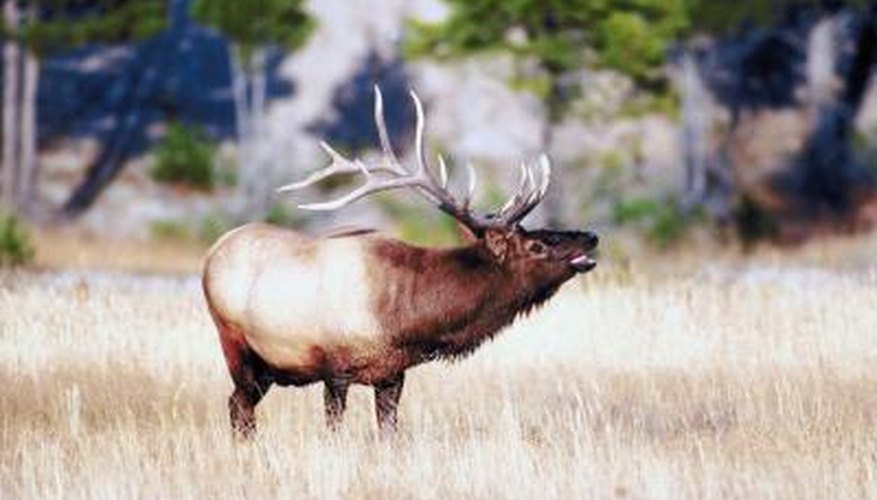 A large antler rack will make an impressive mounted trophy. A large antler rack will make an impressive mounted trophy.