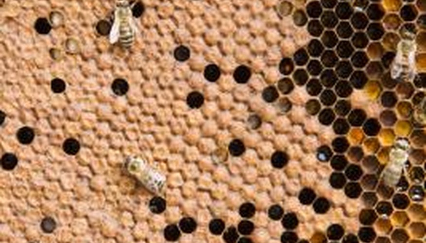 Abandoned honeycombs can attract any number of pests. Abandoned honeycombs can attract any number of pests.