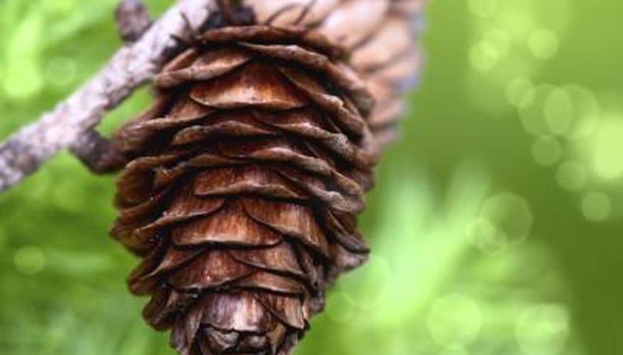 Photo Credit: loops7/iStock/Getty Images Pine cone and horizontal