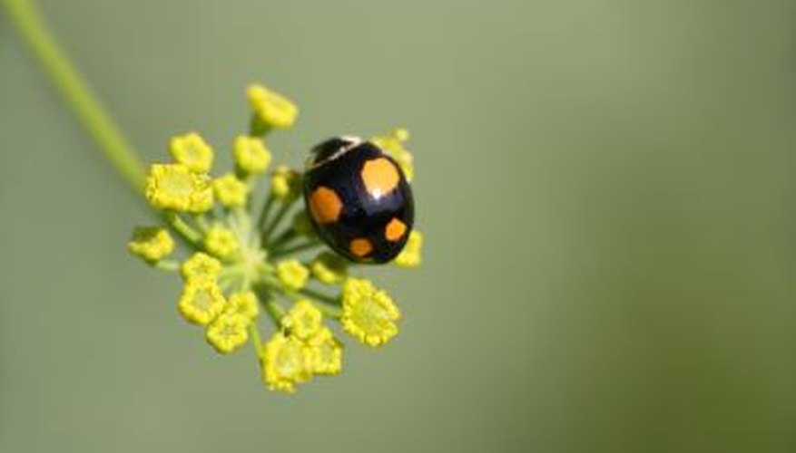 Photo Credit: Zoonar RF/Zoonar/Getty Images Beetles That Look Like Lady Bugs