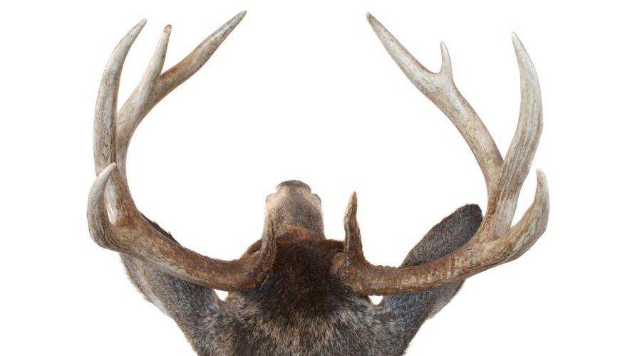 How to Remove Deer Antlers
