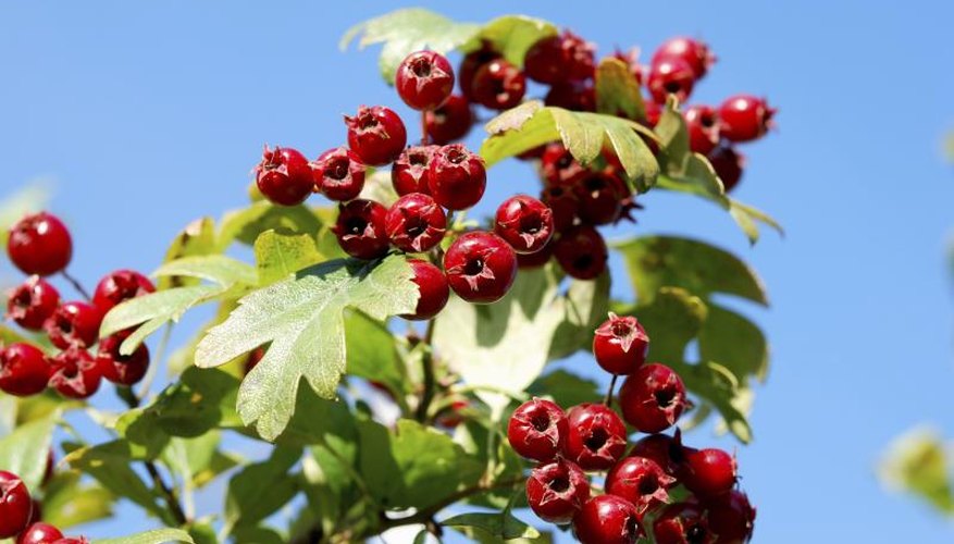 Hawthorn Tree Diseases Garden Guides Hawthorn Tree Diseases Garden Guides