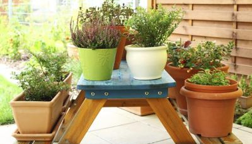 Compact plants grow best in self-watering planters. Compact plants grow best in self-watering planters.