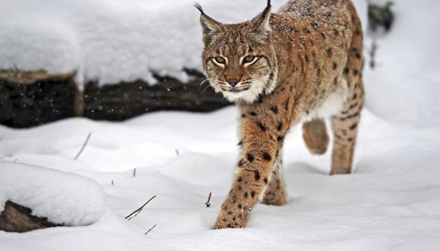 How to Skin a Bobcat