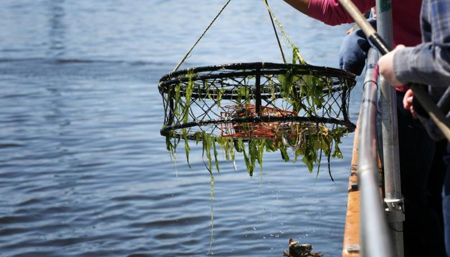 Crab Fishing in Washington State